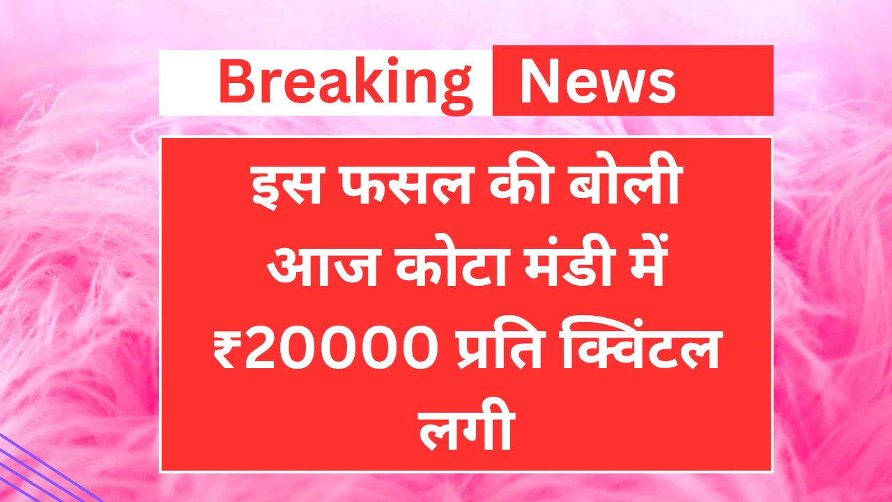 Breaking news इस फसल की बोली आज कोटा मंडी में ₹20000 प्रति क्विंटल लगी