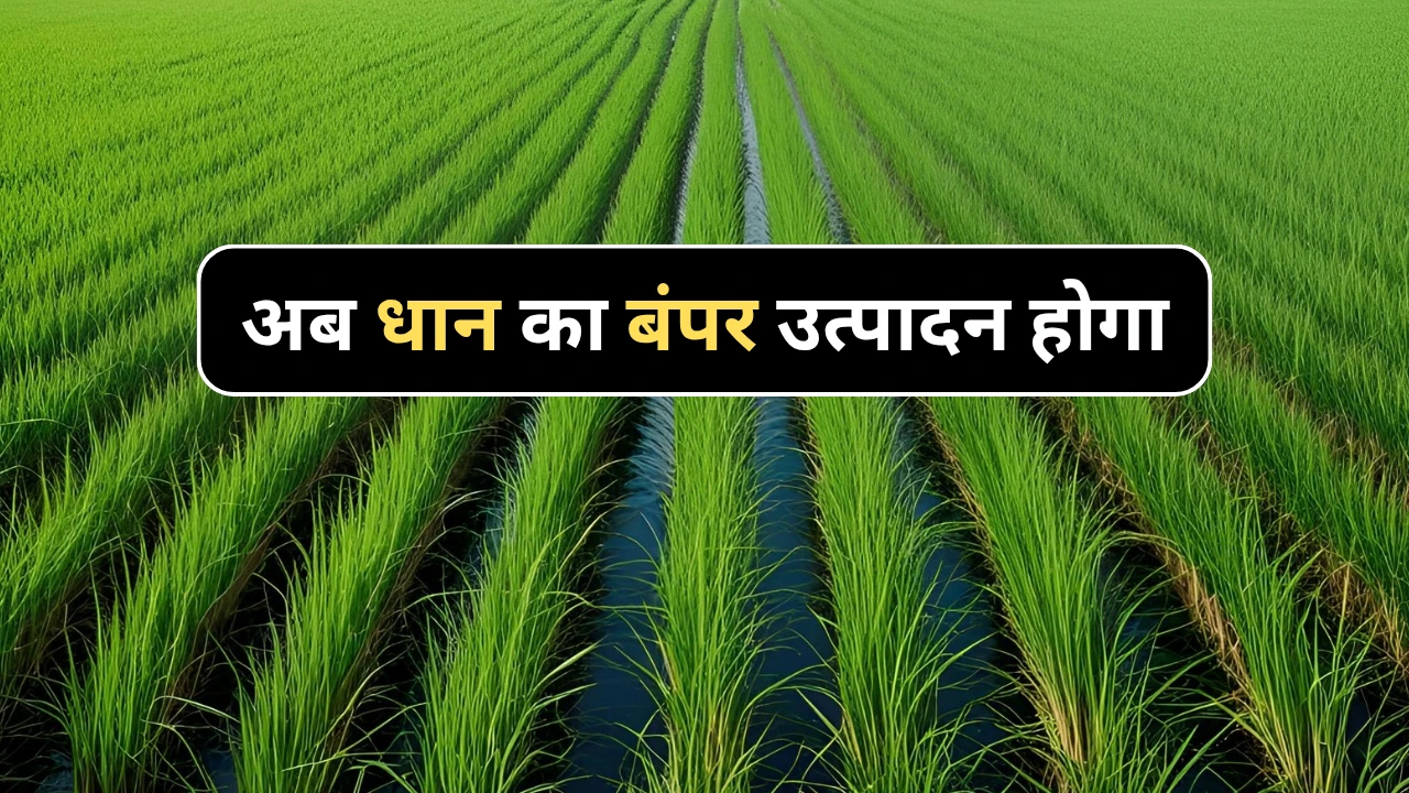 धान का बंपर उत्पादन होगा, बस गोबर के साथ में ये 2 चीज मिलाकर डाल दो, वैज्ञानिकों ने बताया