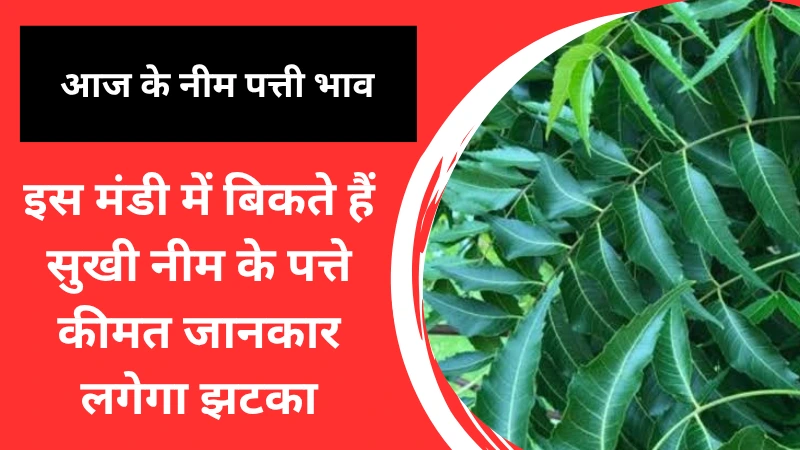 इस मंडी में बिकते है सुखी नीम के पत्ते , कीमत जानकार लगेगा झटका