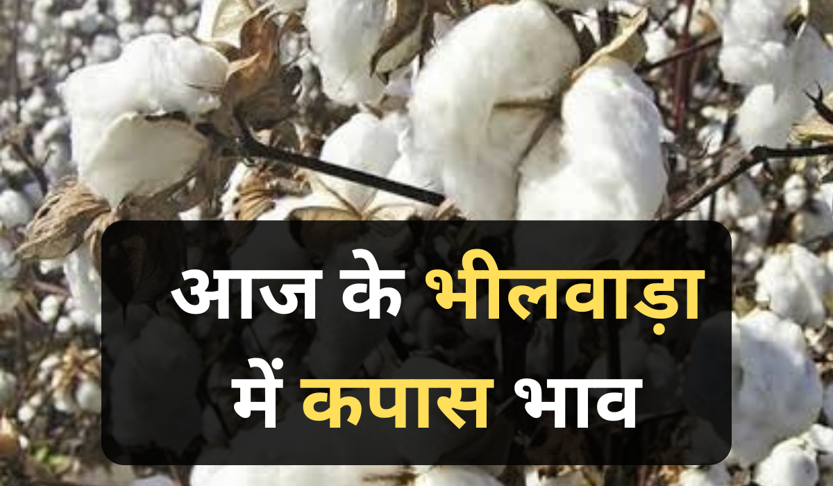 आज का भीलवाड़ा कपास भाव : नरमा कपास, नया कपास और देसी कपास की कीमतों में रातों-रात हुआ बड़ा बदलाव