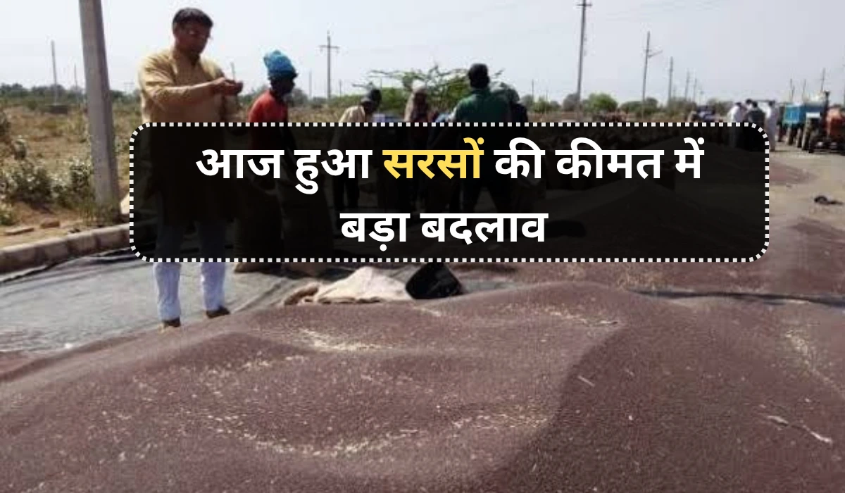 Aaj hua sarso ki kimat me bada badlaw