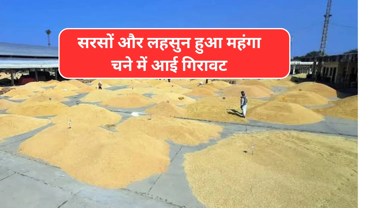 Kota mandi bhav : सरसों और लहसुन हुआ महंगा चने मे आई गिरावट