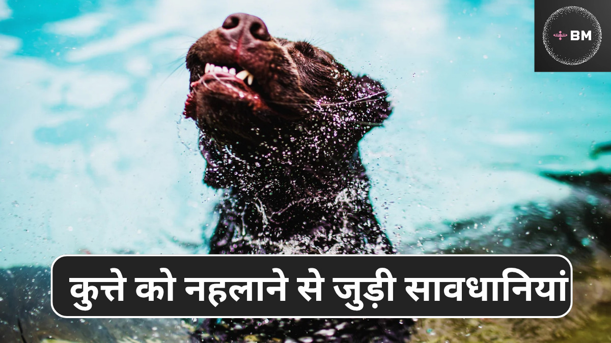 Dog Bathing Tips in Hindi , घर पर कुत्ते को नहलाने का सबसे अच्छा तरीका
