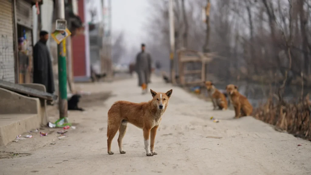 SC Street Dogs order save dogs