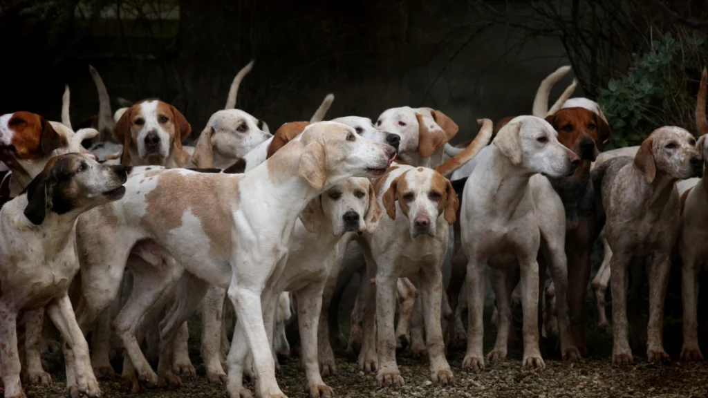SC Street Dogs order save dogs