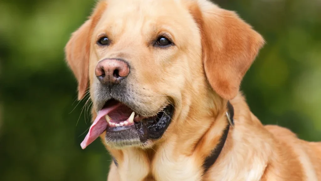 SC Street Dogs order save dogs