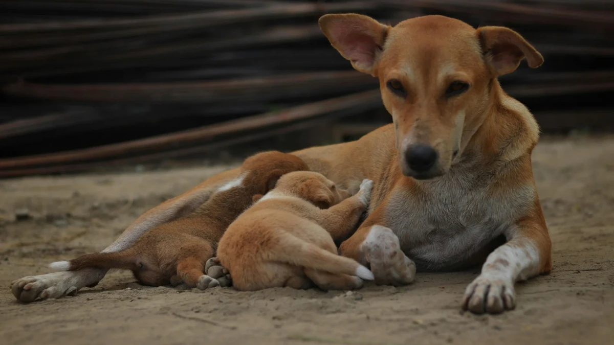 SC Street Dogs order save dogs