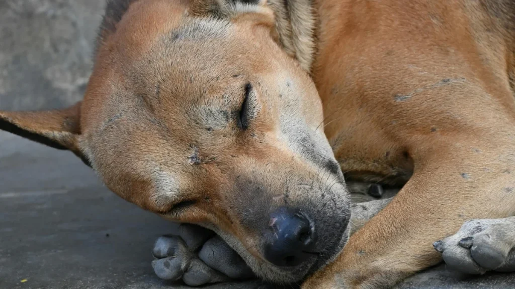 SC Street Dogs order save dogs