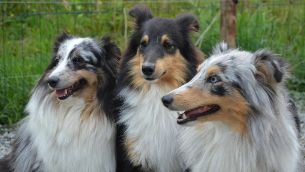 SC Street Dogs order save dogs