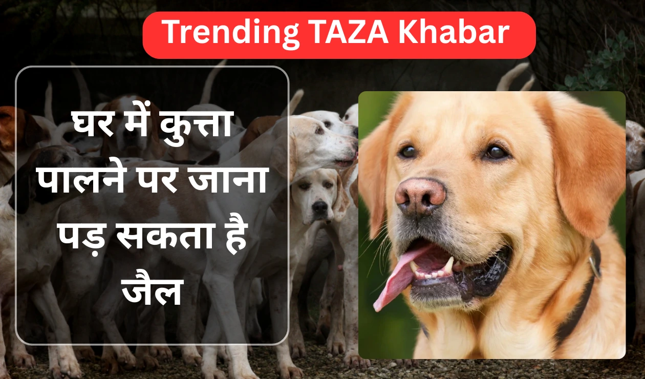 अब घर में कुत्ता पालने पर जाना पड़ सकता है जेल trending taja khabar