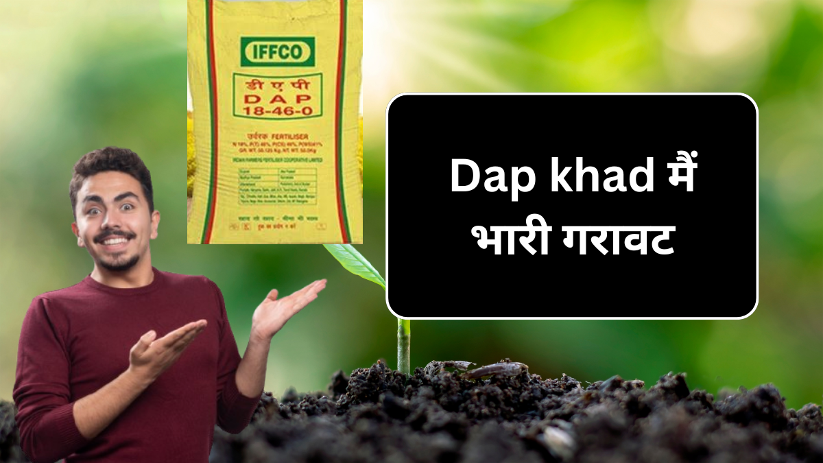 Dap Khad Price ( 12 September) : आज के दिन के नए डीएपी खाद के नए भाव